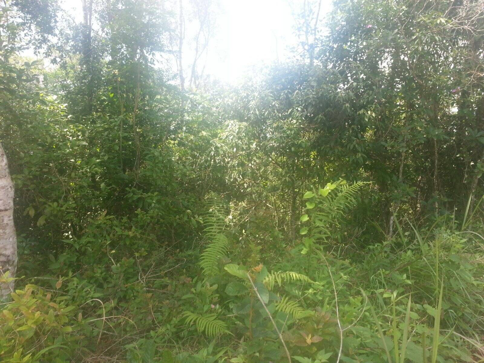 Terreno, 500 m² - Foto 2